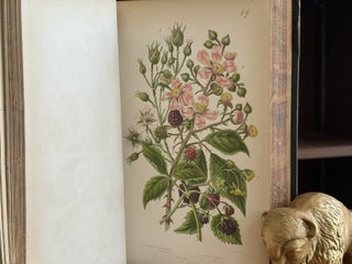 The Flowering Plants and Ferns of Great Britain (3 Volumes in 2)